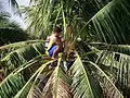 Sitting on the coconut palm while gathering tuba.