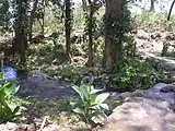 A river on Ometepe