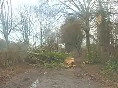 Windthrown part of tree, Wythenshawe Park, Manchester, England