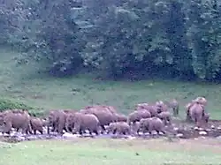 Elephants at Aanakkulam