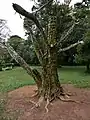 Remains of a dead tree carved into a sculpture