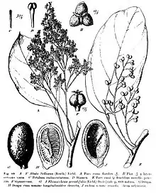 Abuta selloana. Certain species in the menispermaceous genus Abuta—particularly the Colombian species A. imene—have sometimes been used in the preparation of curare.