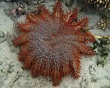 Acanthaster planci "mauritiensis" from La Réunion.