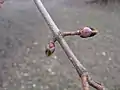 Twig and buds