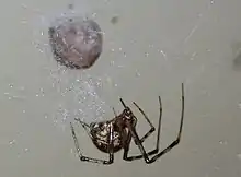 American house spider, Parasteatoda tepidariorum, a cobweb spider