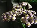 Achillea sp. (heads in a corymb)