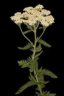 Image 33Yarrow, a medicinal plant found in human-occupied caves in the Upper Palaeolithic period. (from History of medicine)