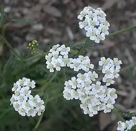 Flowers at California State Polytechnic University, Pomona