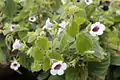 Achimenes misera in cultivation