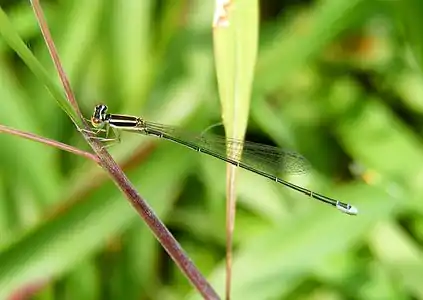 female (sub-adult)