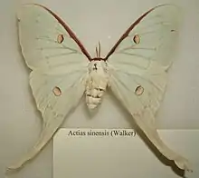 Actias sinensis female