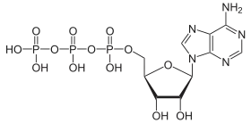 ATP in its protonated form is an anhydride derived from phosphoric acid.