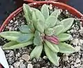 Adromischus humilis