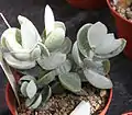 Adromischus leucophyllus