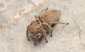 Female dorsal