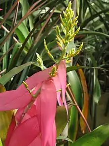 "Aechmea nallyi" in cultivation at the Botanical Garden of Heidelberg, Germany.