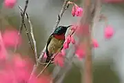 sunbird with yellowish underparts, red chest, brown wings, black face, and bluish crown and nape