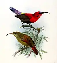 illustration of two sunbirds; the one on top with brownish body, bright red head, throat, and upper back, and purple forehead and tail, and the one on bottom with greenish-brown body washed reddish towards the tail