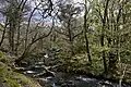 Coed Cors-y-gedol, the small "rain forest" below Pont Fadog