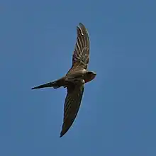 African palm swift