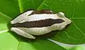 On a leaf of Jatropha curcas