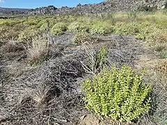 Buchu (Agathosma) being commercially grown in the Groot Winterhoek mountains of the Western Cape