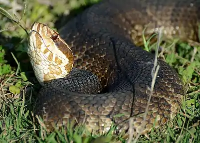 Florida cottonmouth (A. conanti) from Alachua County, Florida (23 March 2011)