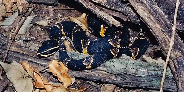 A male Taylor's cantil (Agkistrodon taylori) photographed in the field in southern, Tamaulipas, Mexico (24 October 2004)