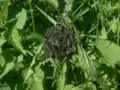 Young caterpillars live in groups