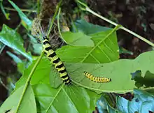 Ailanthus triphysa leaves with larva of Eligma narcissus