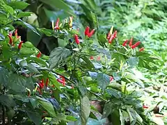 Ajíes caballero (aka, Puerto Rican Jelly Bean Hot Chili Pepper) is a very hot local pepper