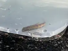 Juvenile Hog Sucker in plastic container