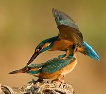 Two birds mating