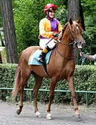 A three-year-old Arabian filly