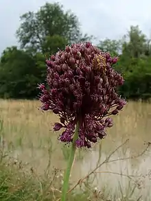 "Allium atroviolaceum" found in Russia, Krasnodar Krai, Ust-Labinsk, banks of Kuban River