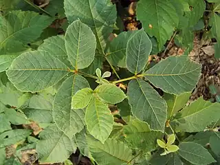 Trifoliate leaves