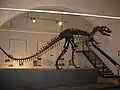 Allosaurus fragilis