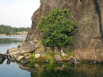 Black alder defies harsh conditions in the Swedish archipelago