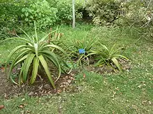 Aloe macra, Reunion