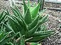 Aloe nobilis showing leaf elongation from shade