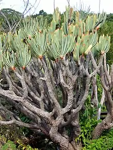 Though slow-growing, Kumara plicatilis can reach a height of 3–5 metres (9.8–16.4 ft) .