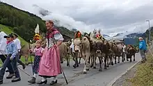 Image 6Farmer families, dressed in traditional clothing, guiding cattle down from the Swiss Alps. (from Culture of Switzerland)