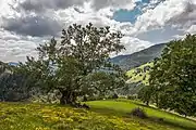 In a high pasture in the southern Black Forest region