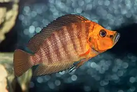 Altolamprologus compressiceps - Karlsruhe Zoo 01