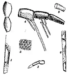 Fossil type material of Megalograptus alveolatus