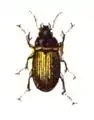 A. lunicollis