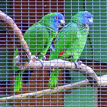 A green parrot with red-tipped wings and a blue face whose males have a red mark on their throat