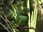 Female at Xcaret Park