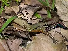 Tiger Ameiva (Holcosus festivus)