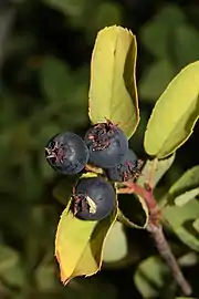 Close-up of pomes